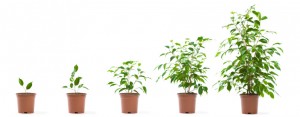 Franchise Development, Franchise your business, how to franchise, franchise expansion, franchise my business